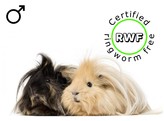 RWF Deluxe cavia mix man/male