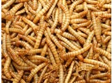 Meelwormen / Vers de farine Meelwormen M 1 kg
