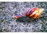 Achatina fulica Giant Snail Nakweek / Elevage S