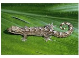 Lepidodactylus lugubris Virgin gecko Nakweek / Elevage S-L