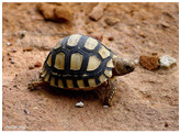 Stigmochelys pardalis Leopard Tortoise Nakweek / Elevage 5cm