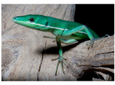 Takydromus smaragdinus Esmerald Long Tailed Lizard  Nakweek / Elevage S-M
