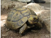 Testudo horsfieldii Russian Tortoise Nakweek / Elevage S