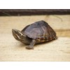 Sternotherus odoratus Common Musk Turtle Nakweek / Elevage S