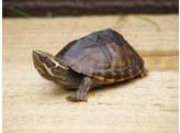 Sternotherus odoratus Common Musk Turtle Nakweek / Elevage S