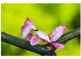 Hymenopus coronatus Orchid Mantis Nakweek / Elevage S