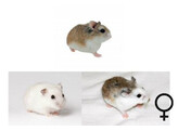 Roborovski hamster mix vrouw  /  Hamster roborovski mix femelle