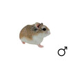 Roborovski hamster wildkl. man  /  Hamster roborovski couleur sauv. male