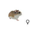 Roborovski hamster wildkl. vrouw  /  Hamster roborovski couleur sauv. Fem