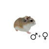 Roborovski hamster wildkleur 2 gesl  /  Hamster roborovski couleur sauv 2 sexes