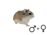 Roborovski hamster wildkleur 2 gesl  /  Hamster roborovski couleur sauv 2 sexes