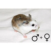 Roborovski hamster gekl. 2 gesl.  /  Hamster roborovski colore 2 sexes