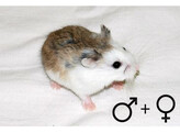 Roborovski hamster gekl. 2 gesl.  /  Hamster roborovski colore 2 sexes