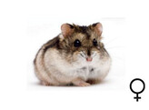 Russische hamster wildkleur vrouw  /  Hamster russes couleur sauvage femelle