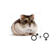 Russische hamster wildkl. beide gesl.  / Hamster russes couleur sauv. deux sexes