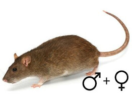 Voederrat M vrouw  /  Rat M femelle