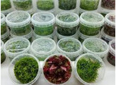 Selected In Vitro  mossen en planten / mousses et plantes   in vitro 