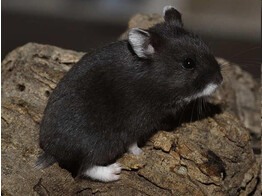 Russische hamster zwart vrouw  /  Hamster russes noir femelle   certifica a t