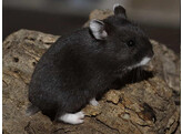 Russische hamster zwart vrouw  /  Hamster russes noir femelle