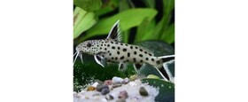 African Algea eaters and catfish