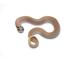 Heterodon nasicus Hognose Snake Super Conda Nakweek / Elevage S