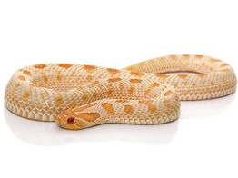 Heterodon nasicus Hognose Snake Albino Conda Nakweek / Elevage S