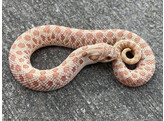 Heterodon nasicus Hognose Snake Caramel Conda Albino  Nakweek / Elevage S